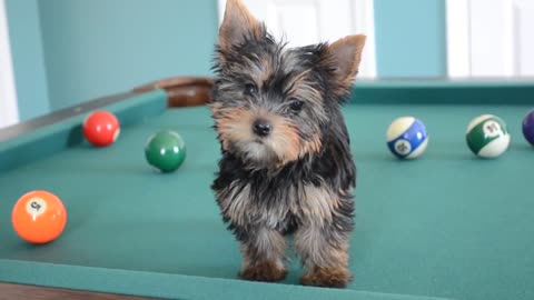 Cute Puppy Plays Pool