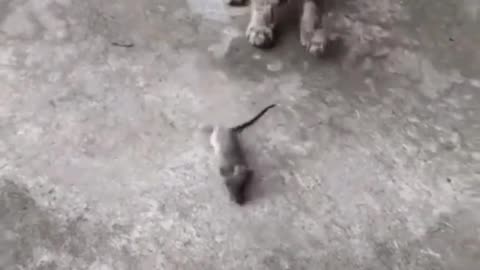 Cat's and rat's funny video #short#funny#viral#dog#cats#cute