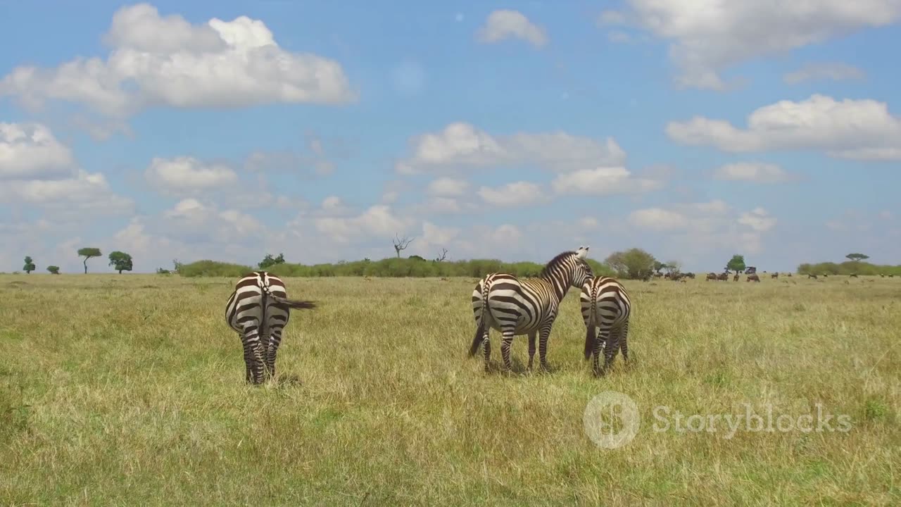 Savannah Superstars: The Lives of Giraffes and Zebras in the Wild
