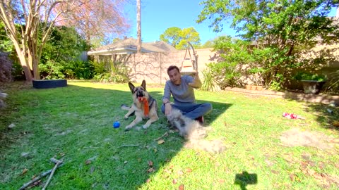 Dog training videos