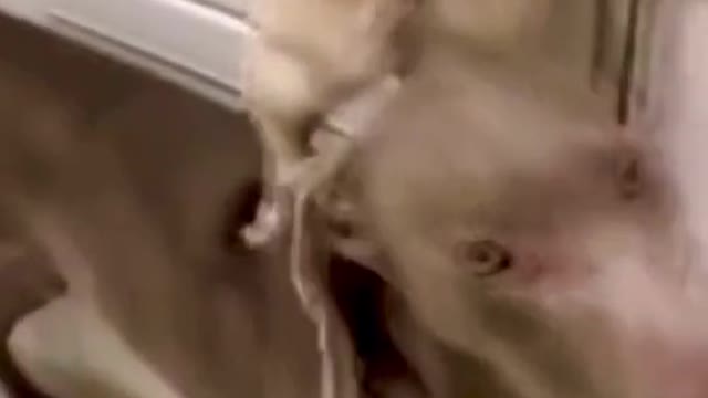 HUGE DOGGY HELP LITTLE BULLDOG TO REACH THE CAKE.mp4