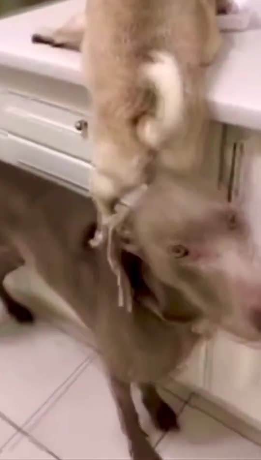 HUGE DOGGY HELP LITTLE BULLDOG TO REACH THE CAKE.mp4