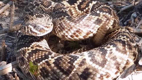 Interesting facts about diamond rattle snake by weird square