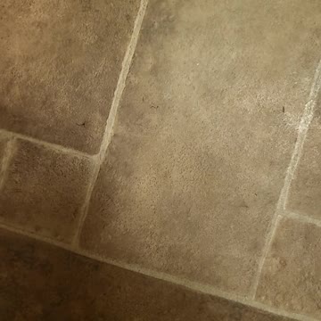 3 kittens 1 ice cube