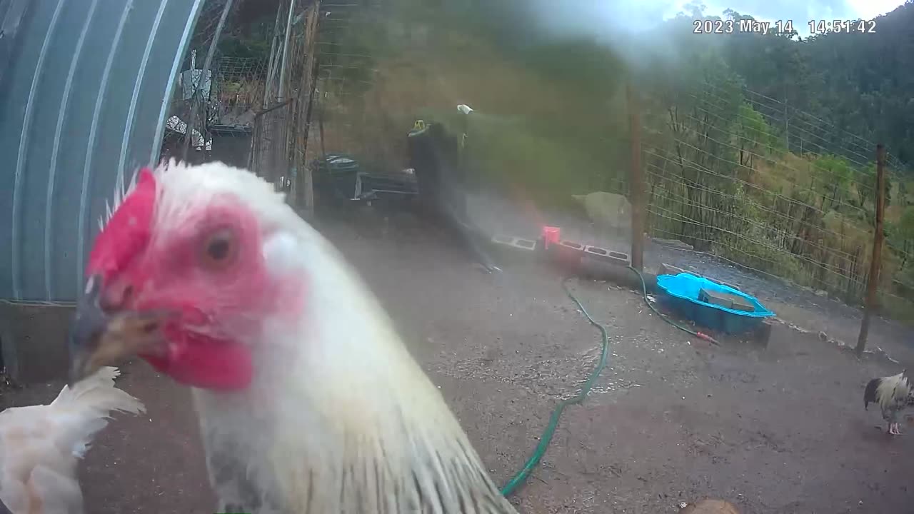 Farm surveillance. Rooster chases rooster that chases hen. The barn yard watches on...