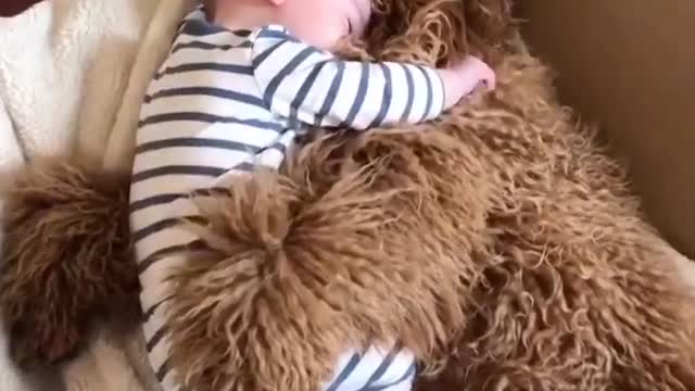 Dog sleep with my son together love and very happy