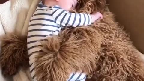 Dog sleep with my son together love and very happy