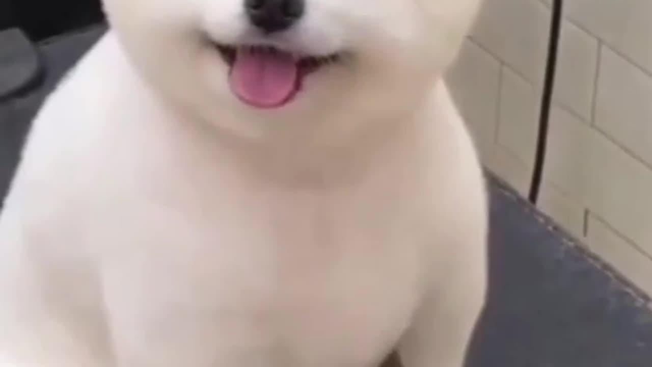 Cute Puppy Fun 😊