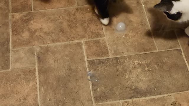 The baby kittens loving the ice cube