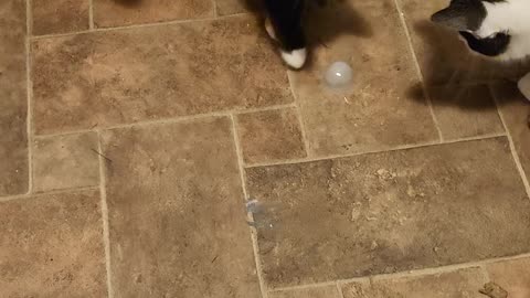The baby kittens loving the ice cube