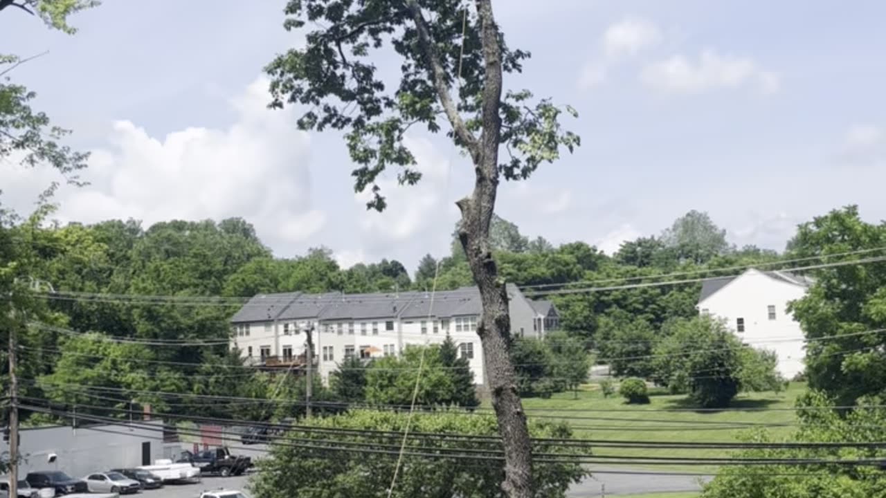 Arborist Services Manassas VA | United Tree Care LLC
