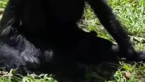 These Gorillas Are Awesome #shorts #viral #shortsvideo #video