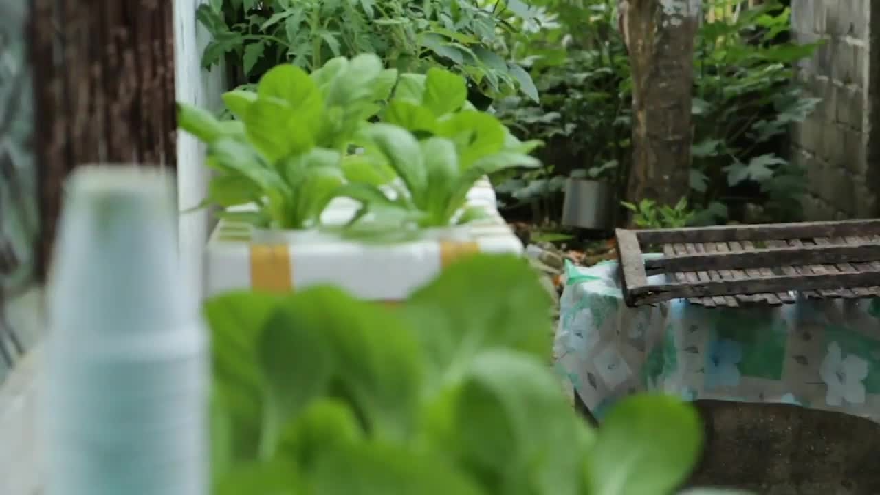 Hydroponic lettuce harvesting with home systems