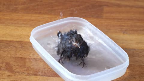 Baby bird has fun taking a bath for the first time ...