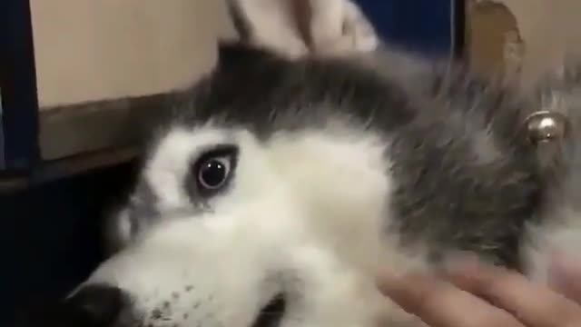 Share the happiness of the pet world every day