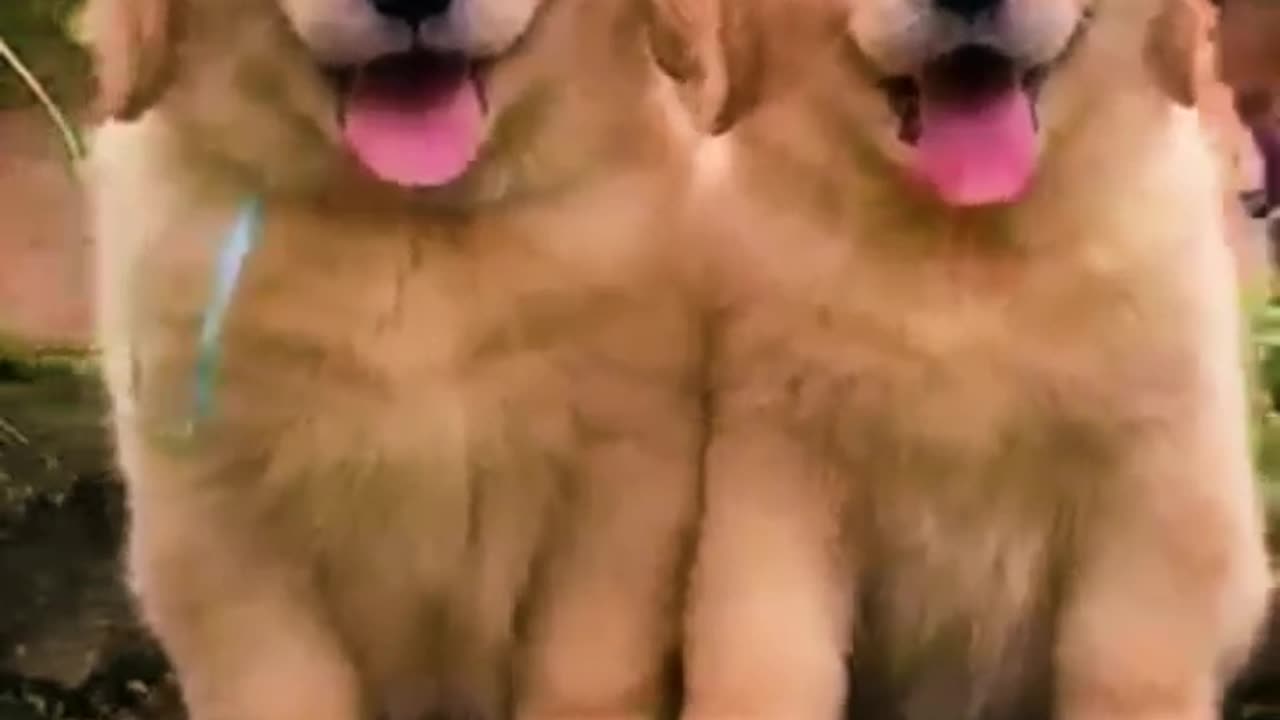 2 beautiful baby Dogs