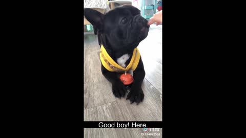 cute puppy