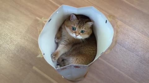 Hosico and New Year gift bag