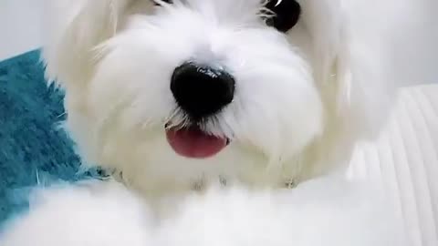 AWESOME SMART DOG