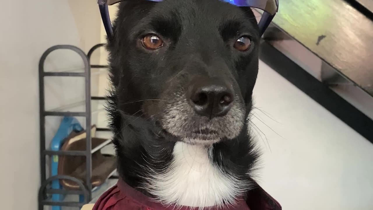 Cool Dog Is Best Barbershop Client