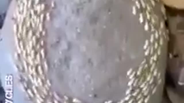 Robaki w Salwadorze chodzą w kółko