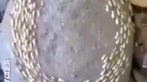 Robaki w Salwadorze chodzą w kółko