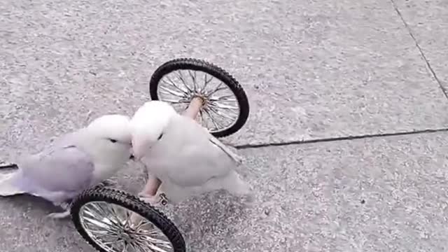 Animal Collections Overseas Small Animals Funny