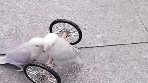 Animal Collections Overseas Small Animals Funny