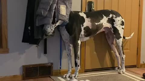 THE GREAT DANE Dog Video 80 - Great Dane Compilation - Tallest Dog in The World