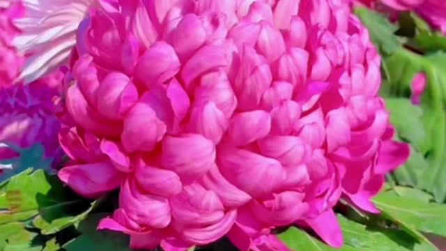 Beautiful flowers