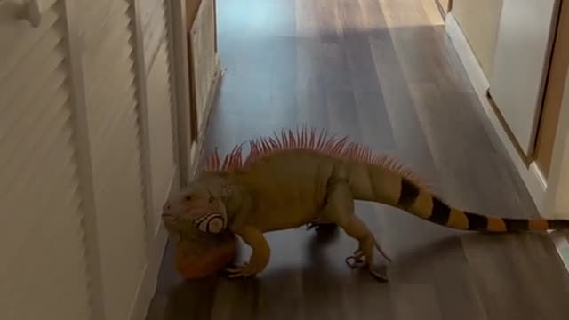 When your pet is happy just to hang out with you