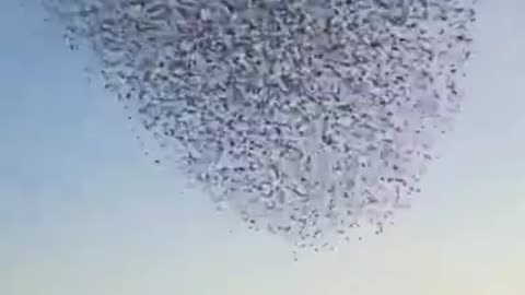 unusual behavior of birds Birds dance
