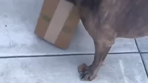 Dog OPENS His Own Packages!