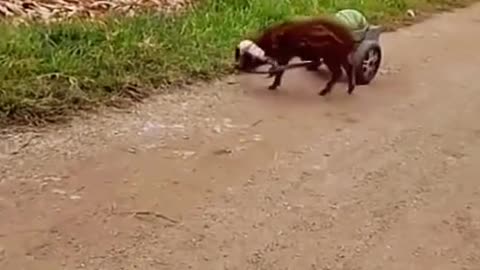 This pig is unbeatable