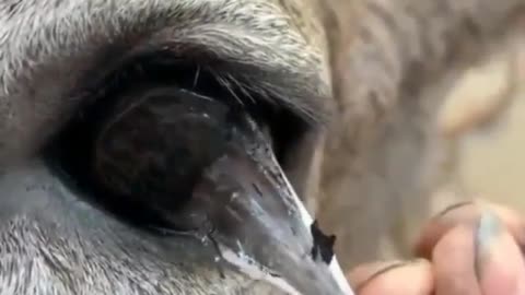 GoneViral #funnyvideos #satisfyingviedos2024