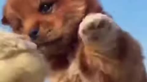 funny puppies play with chick