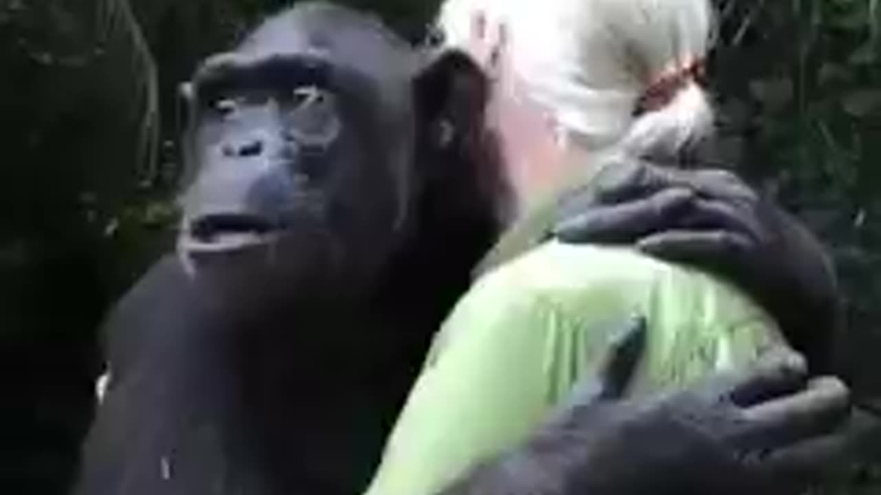 The 🦍gorilla monkey emotional video😍 #love #gorilla #Monkey