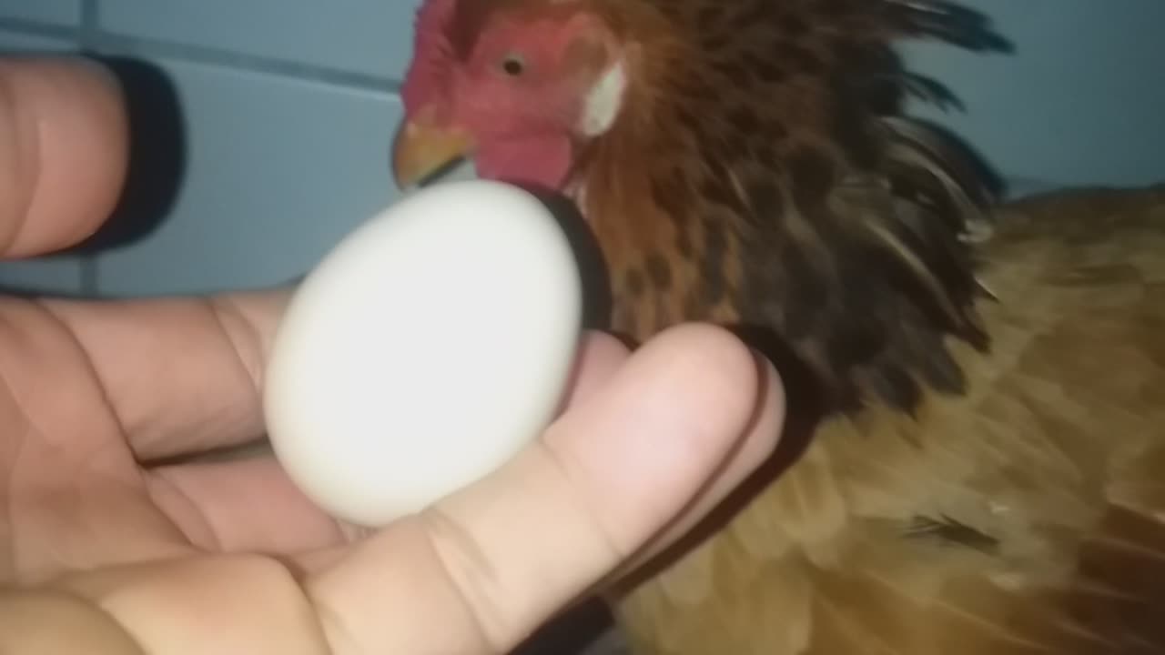 Chicken doesn't want to let me get eggs