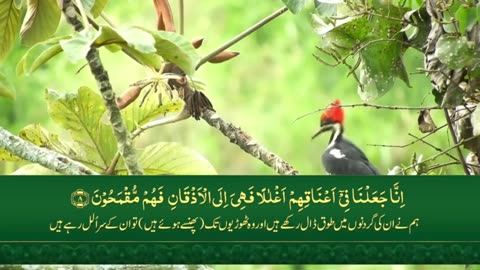 Surah yasin Ayats