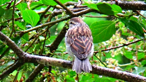 Chirping Sparrow