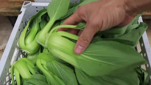 Growing Hydroponic Vegetable Garden at Home - Easy for Beginners