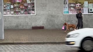 Happy Dog Helps Carry Bags