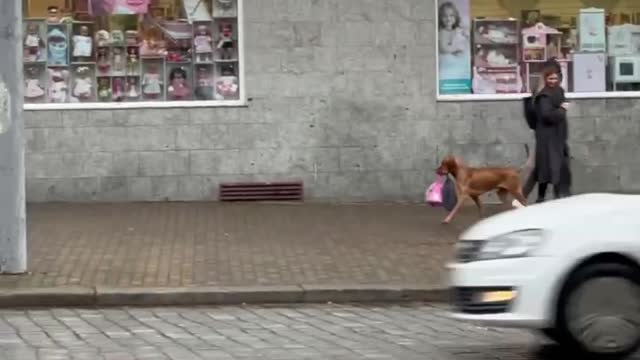 Happy Dog Helps Carry Bags