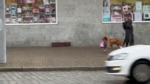 Happy Dog Helps Carry Bags