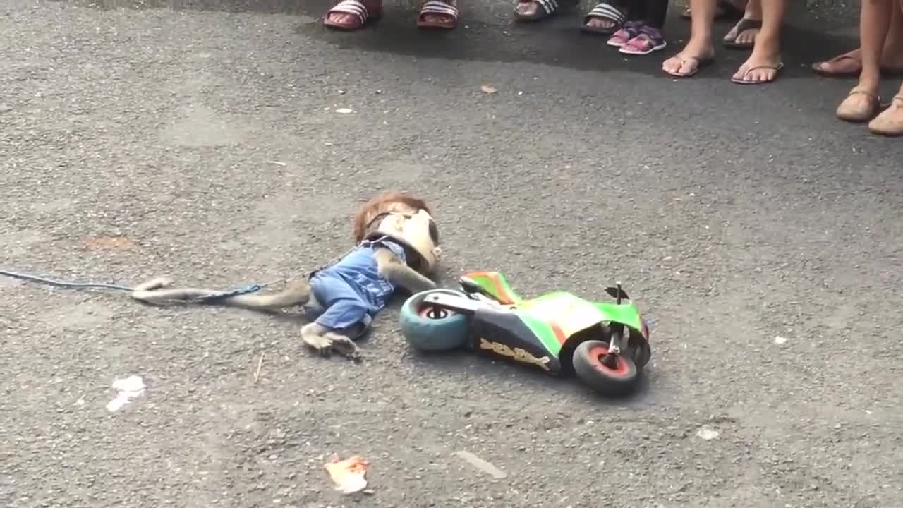 Street monkey show