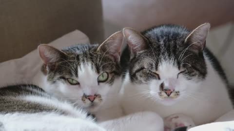 Funny cat videos 🤣🤣🤣🤣