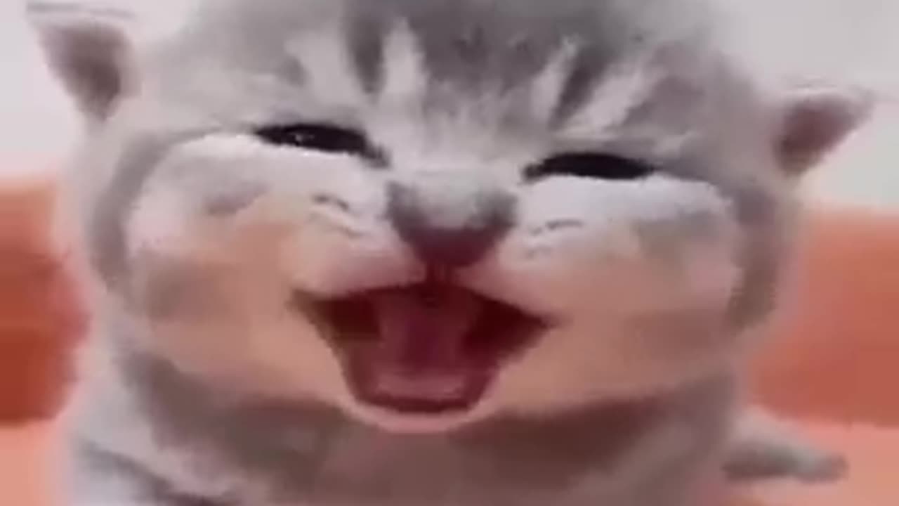 Funny Cat videos 🤣