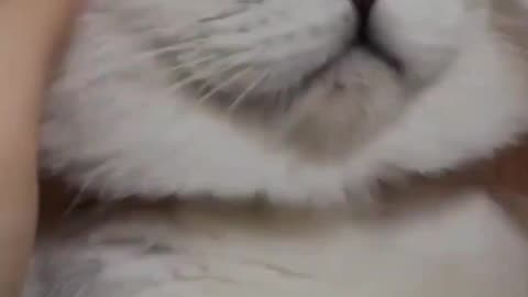 Funny cat videos | cute cats | Try not to laugh Cat videos