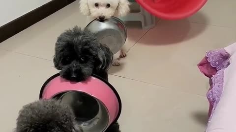 puppy dog cute moments | puppy dog videos funny