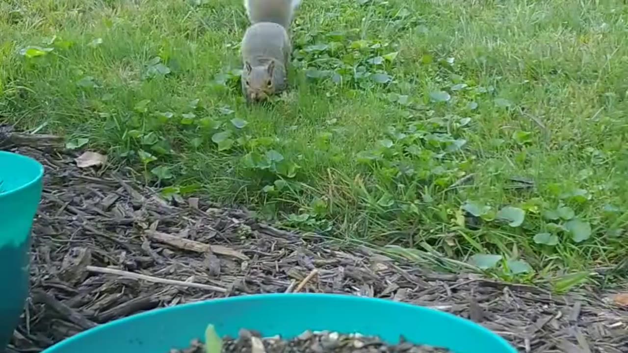 Mika The Squirrel 🐿️ Storing more food for later.